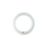 Świetlówka kołowa G10q 40W 840 4000K barwa neutralna TLE PHILIPS