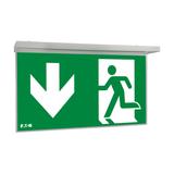 NexiTech LED opal szyba strzałka w dół / strzałka w dół 30m ISO7010 NEXI-PLEXO-DD EATON